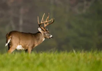 A big Iowa Whitetail Buck